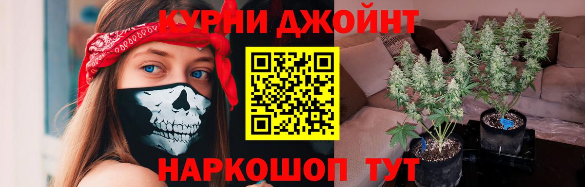 Каннабис сатива Курск